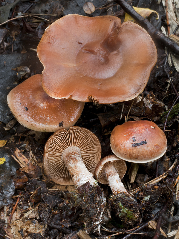 Cortinarius subbalaustinus